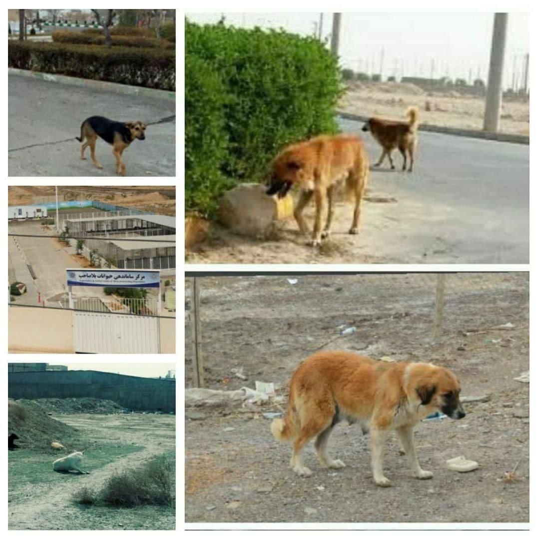 زنده گیری تعداد232قلاده سگ بلاصاحب در خرداد ماه سالجاری